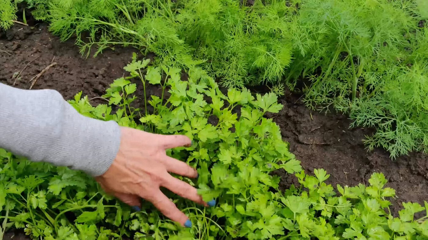 Фермери розповіли, як сіяти кріп і петрушку під зиму для довгого врожаю у 2026