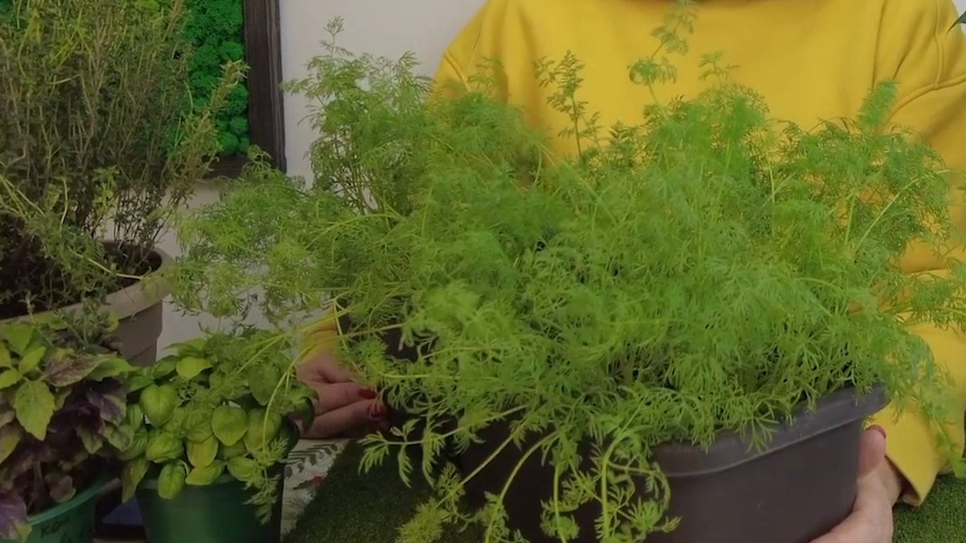 Господині показали, як вирощувати свіжу зелень вдома протягом зими