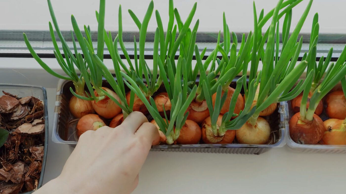 Городники пояснили, як вирощувати зеленю цибулю на підвіконні без зайвого клопоту