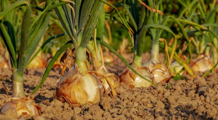 Городники розповіли, як підготувати цибулю до посадки для щедрого врожаю. Фото: скріншот з відео