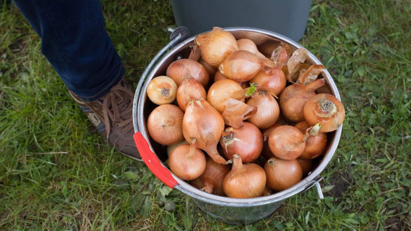 Агрономи розповіли, як підготувати ґрунт під цибулю восени для кращого врожаю