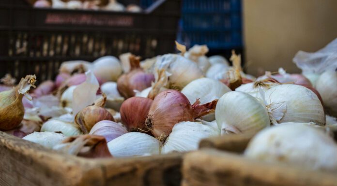 Зробила як у бабусі на селі, і не закупаю цибулю до літа: 2 нюанси при зберіганні врожаю на довгі місяці Городники показали, як зберегти цибулю свіжою взимку