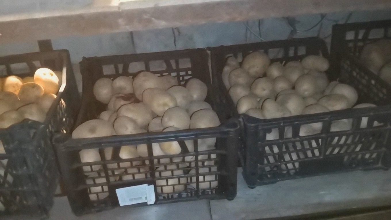 Два сорти картоплі, що дають стабільно великий урожай Два сорти картоплі, що дають стабільно великий урожай