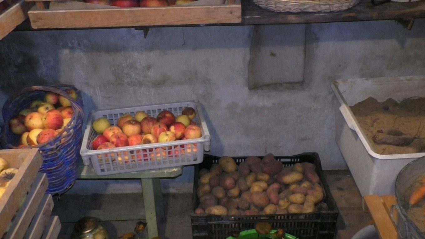 Картоплю у погребі не варто класти надто близько до фруктів і решти овочів