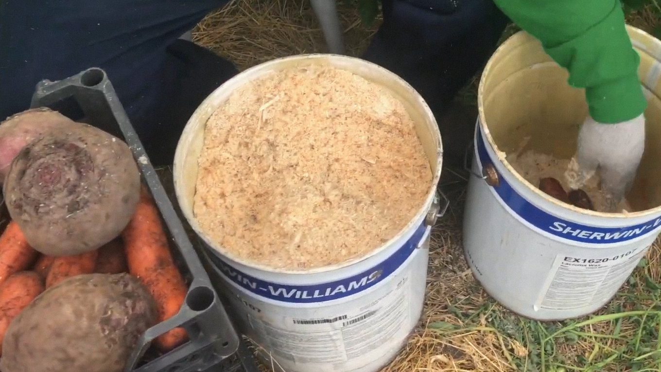 Городники пояснили, як зберігати врожай моркви без погреба