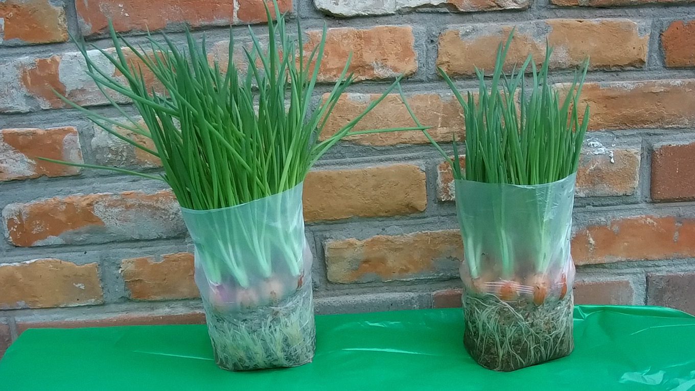 Вирощувати зелень також можна в пакетах, а для цибулі замість ґрунту можна взяти тирсу