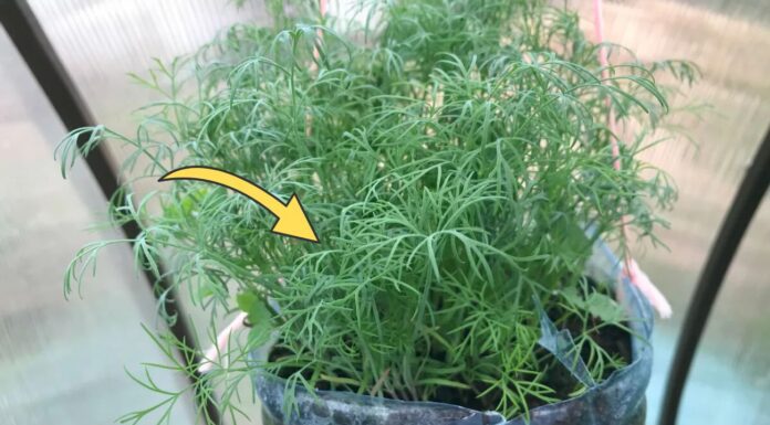 Посипала насіння кропу 1 ст. ложкою – і воно зійшло на підвіконні за 3 дні: густий килим соковитої зелені Чим удобрити кріп на підвіконні