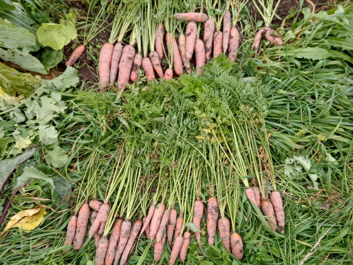 Городники розповіли, як покращити врожайність моркви за допомогою простого підживлення