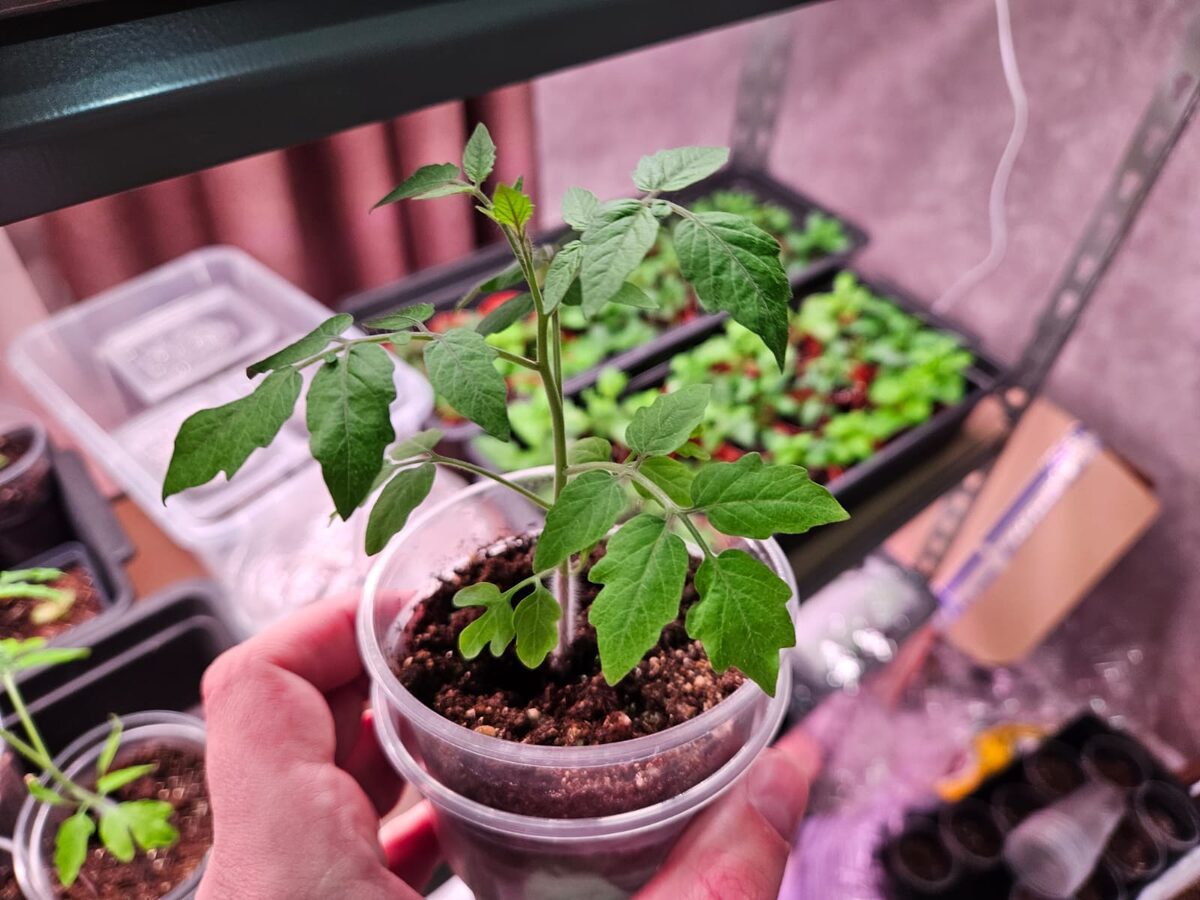 Городники розповіли, як правильно формувати кущі томатів у домашніх умовах для врожайності