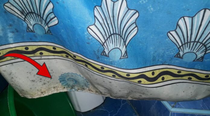 Капаю по 5 крапель на шторку у ванній, аби не з’являлась пліснява: висить по 7 місяців – і хліба не просить! Як не дати плісняві оселитись на шторці у ванній