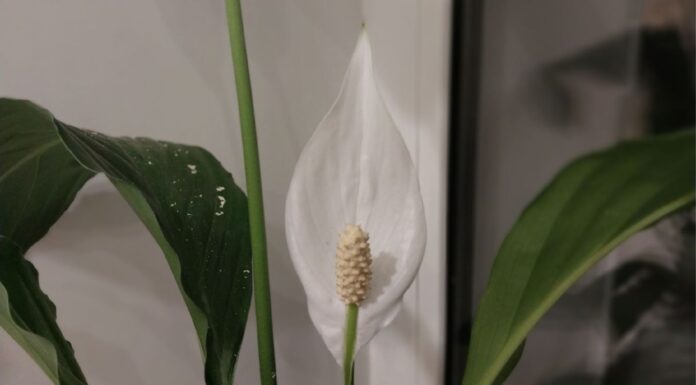 Як покращити цвітіння спатифілума взимку