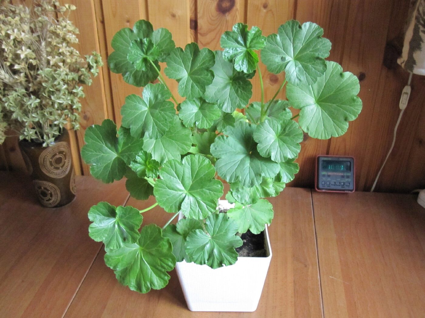 Квітникарі розповіли, яке добриво допоможе покращити цвітіння герані у декілька разів