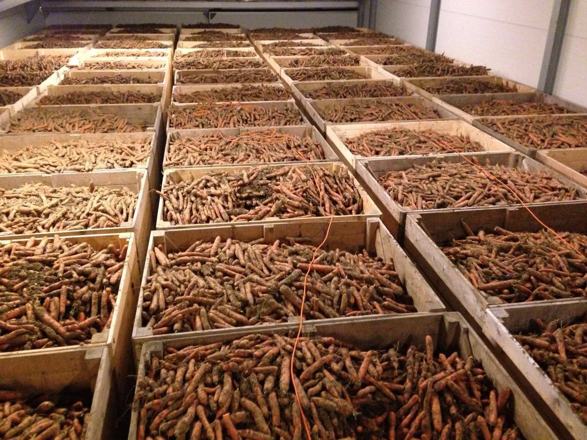 Як продовжити зберігання врожаю за допомогою вапна – поради досвідчених городників