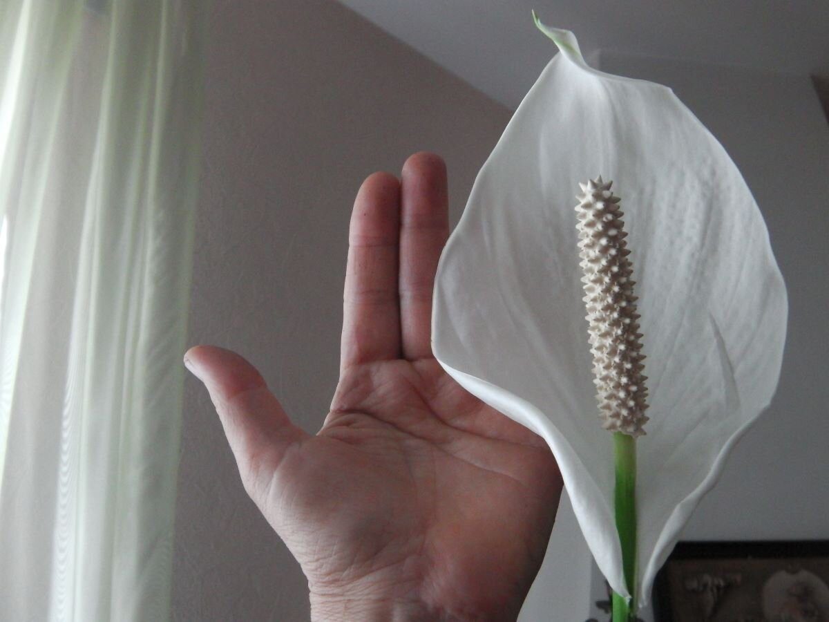 Садівники розповіли, як стимулювати цвітіння спатифілума за допомогою простої процедури