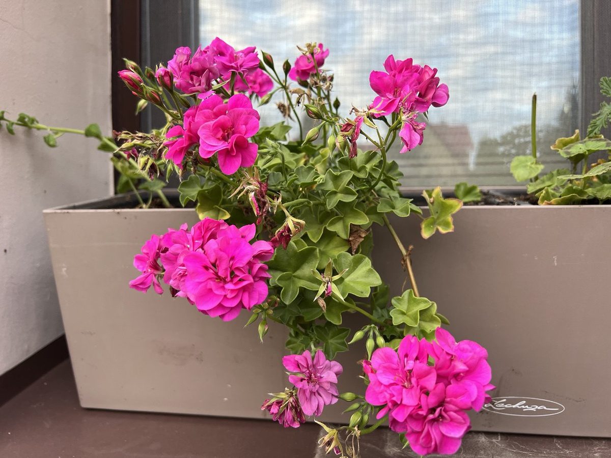 Експерти розповіли, як за допомогою простого добрива покращити цвітіння герані в зимовий час