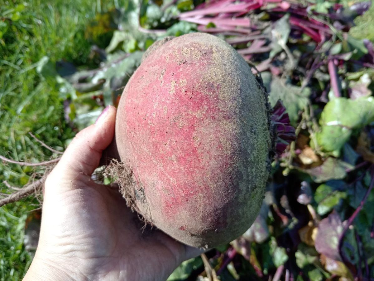 Городники розповіли, який існує спосіб довго зберігати картоплю та буряк у звичайному погребі