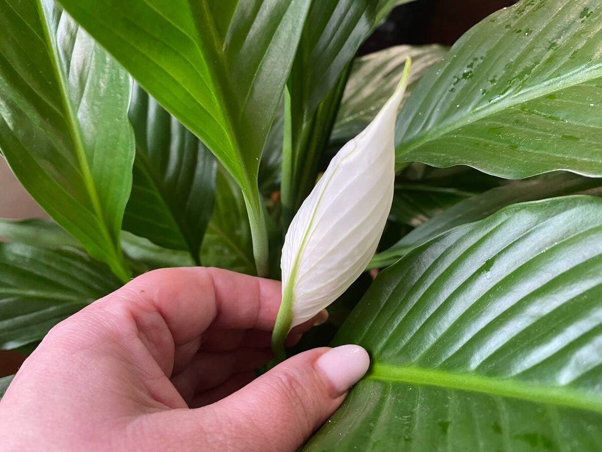 Квітникарі розповіли, яка проста процедура допоможе спатифілуму наростити зелену масу