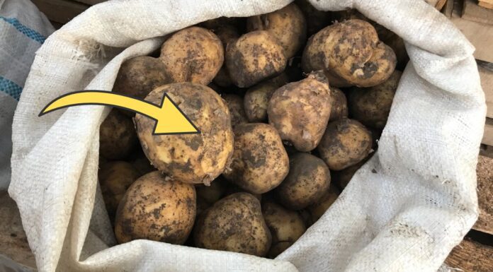 Як зберігати буряк і картоплю довго без псування