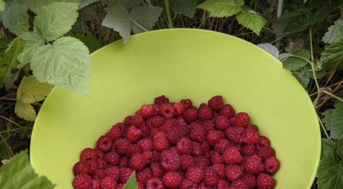 Кладу під кожен кущ малини по 1 жмені – і навесні пагони товсті, а ягоди великі: перевірений зимовий спосіб Яке добриво покращить врожайність малини навесні