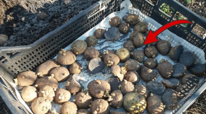 Батько в селі завжди ставить в погріб відро ось з цим в кутку: картопля, буряк, морква лежать по 10 місяців Як зберігати врожай у погребі довго