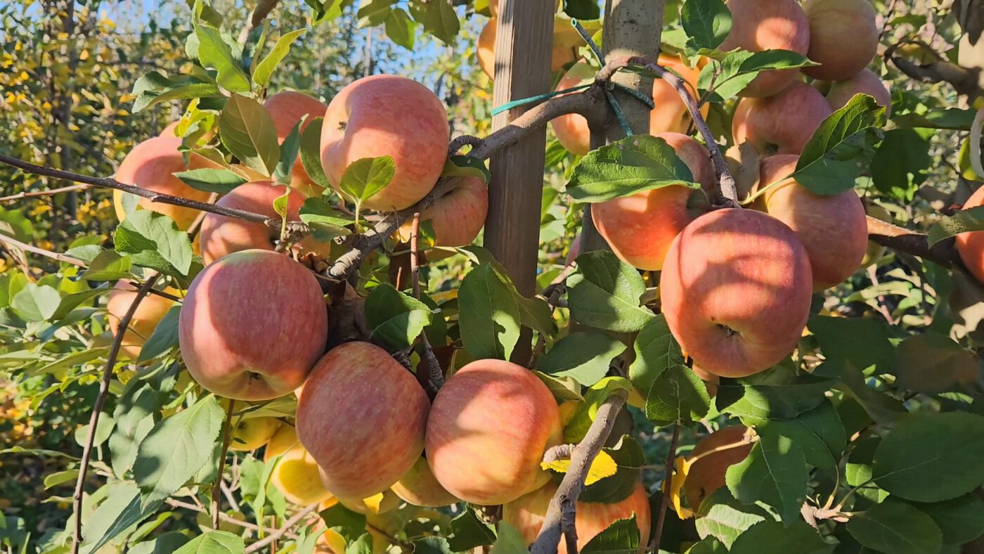 Кулінари назвали 3 найуніверсальніші сорти яблук для випічки