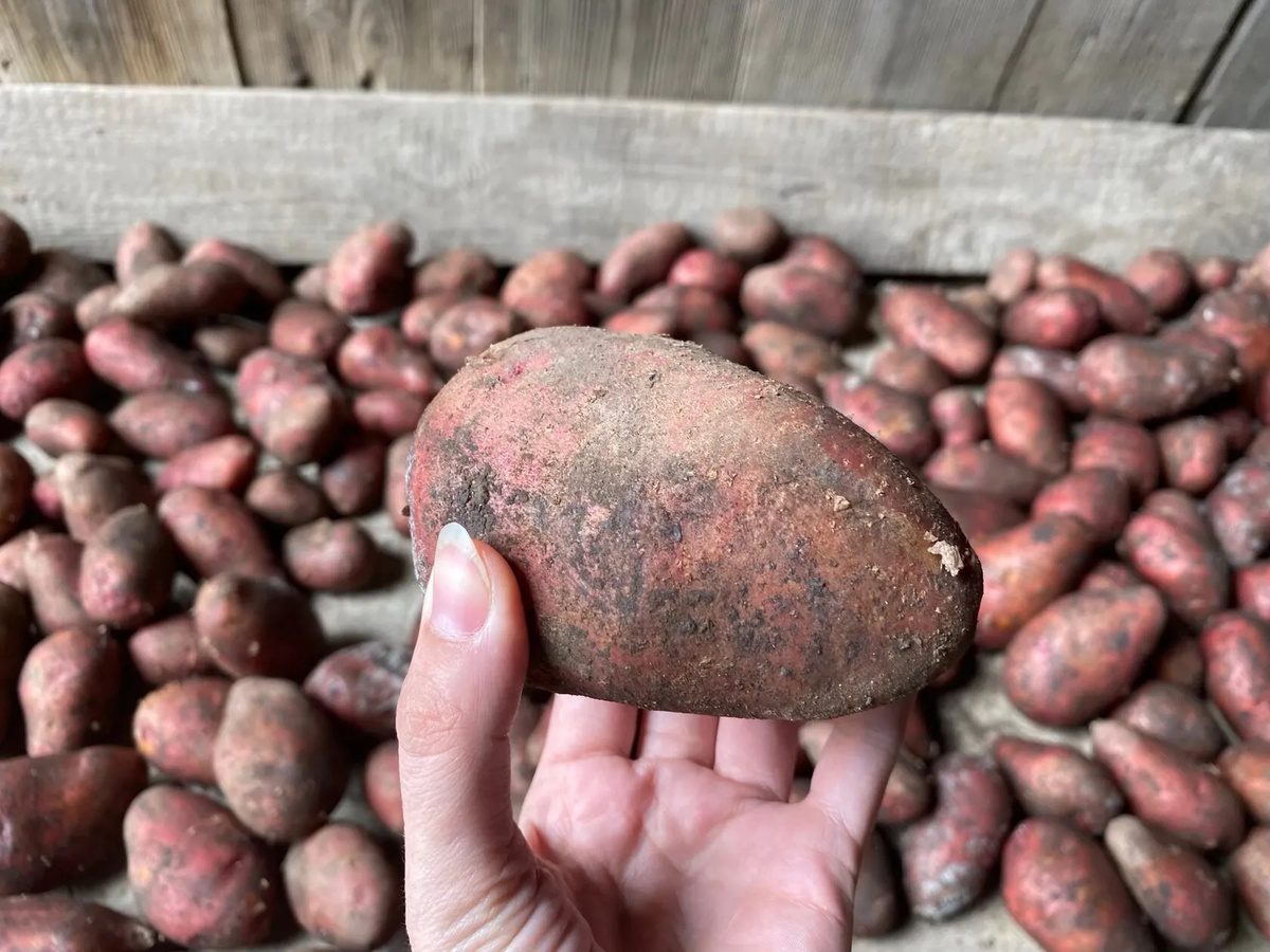 Городники розповіли, який існує спосіб довго зберігати картоплю та буряк у звичайному погребі