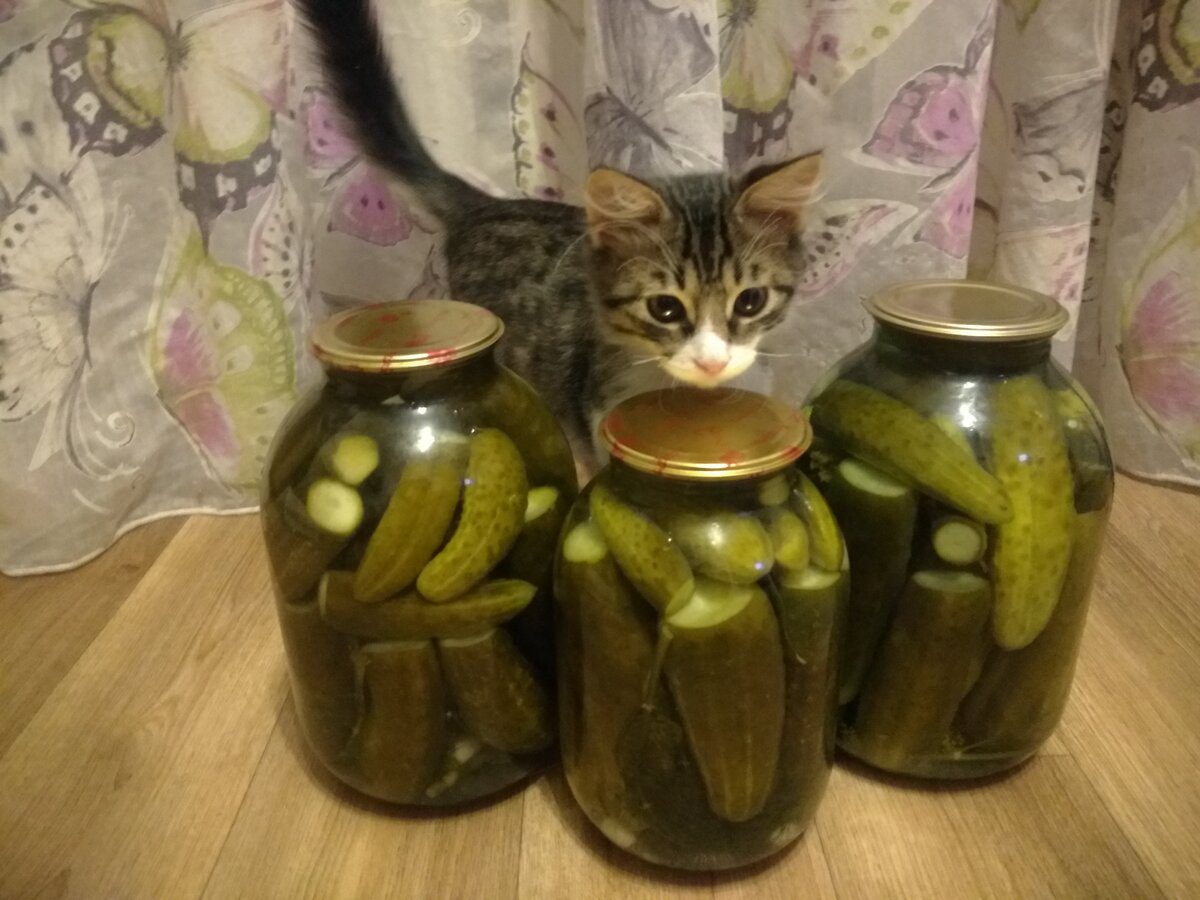 Кулінари розповіли, як приготувати нереально смачні та хрусткі солоні огірки нашвидкуруч