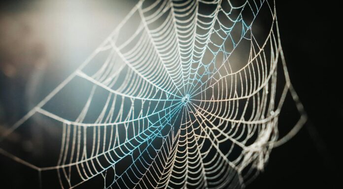 Якщо побачили павутину в цьому кутку квартири – чекайте на біду: прикмета, яка працювала ще 100 років тому Про що може говорити поява павутиння вдома