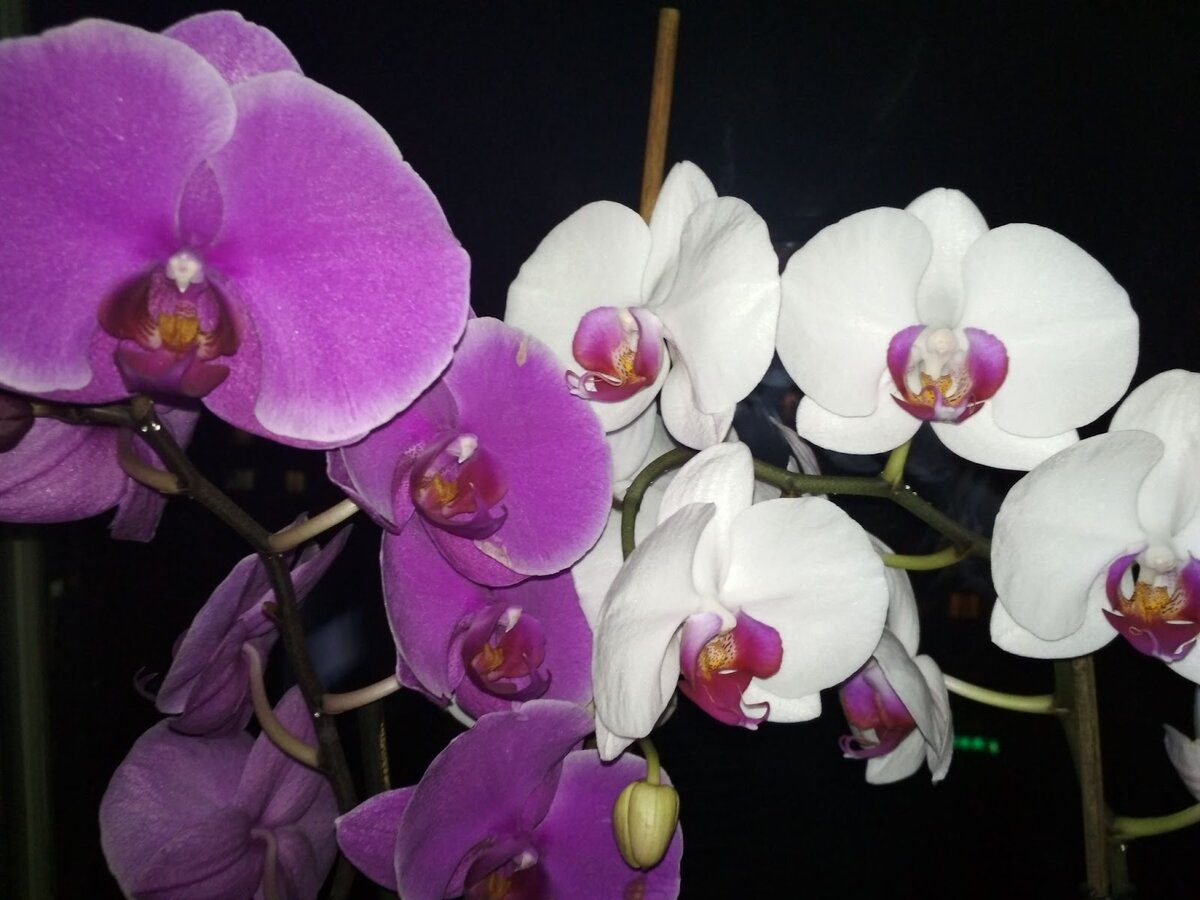 Садівники підказали, яке добриво внести під орхідею взимку для покращення цвітіння
