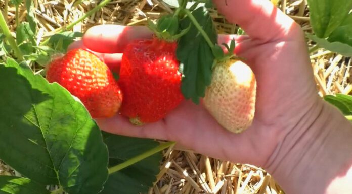 Шкодую, що не дізналася про них раніше: 4 сорти полуниці, які дають величезний врожай – вже замовила розсаду Садівники порадили чотири сорти полуниці з великою врожайністю