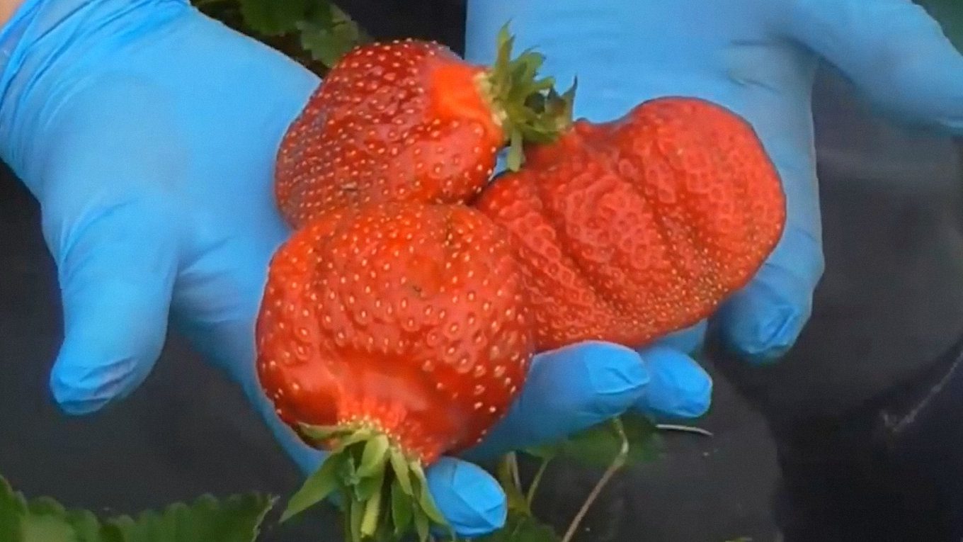 Азія – високоврожайний сорт полуниці з великими ягодами