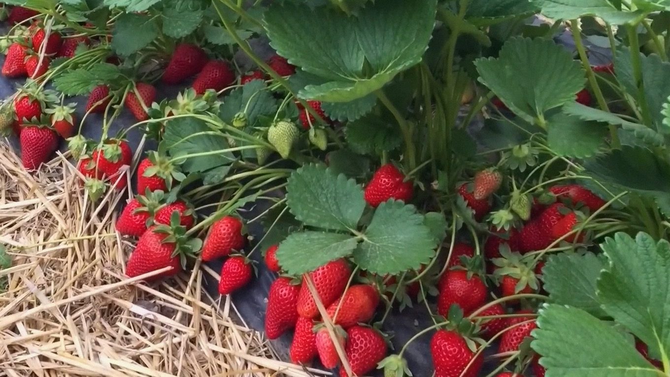 Мальга – полуниця з середніми ягодами, соковитими та дуже солодкими