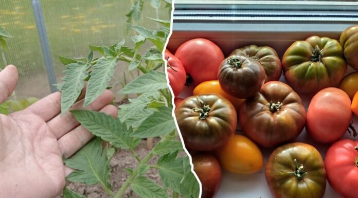 Який сорт томатів посадити на власній ділянці