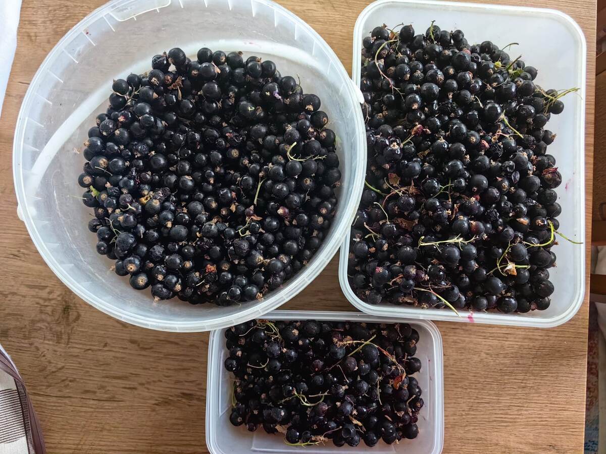 Садівники розповіли, яке добриво обрати для кущів смородини, аби покращити врожайність