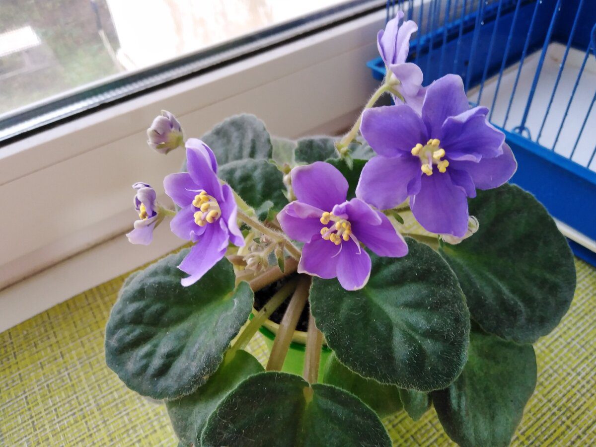 Квітникарі порадили, яке добриво використовувати для росту й розвитку фіалки – корисна порада