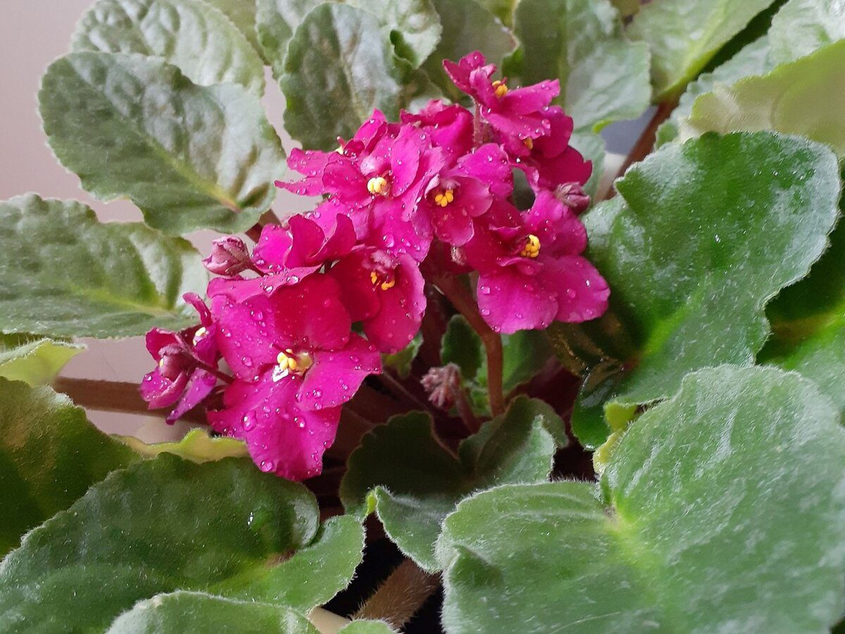 Квітникарі порадили, яке добриво використовувати для росту й розвитку фіалки – корисна порада