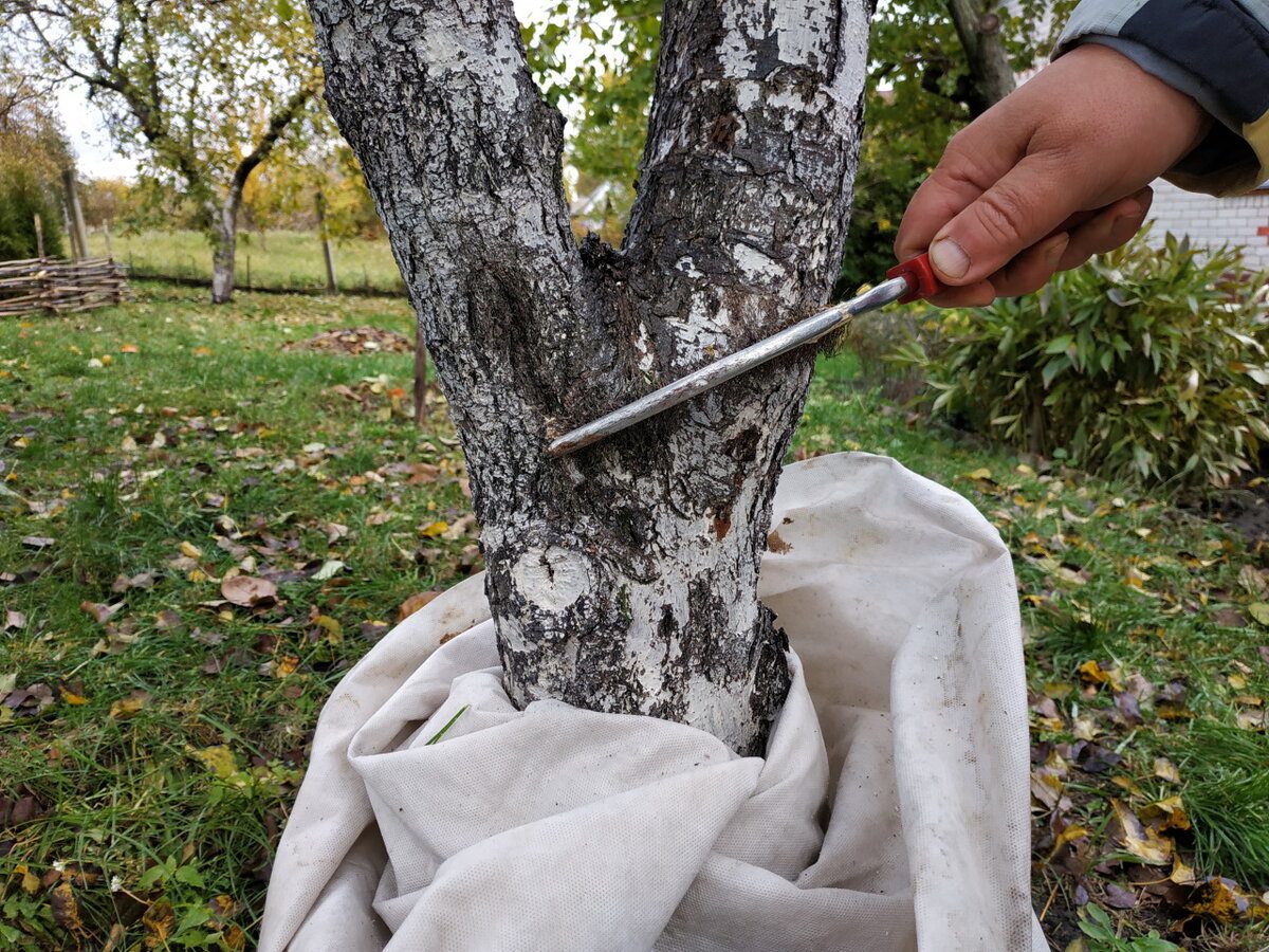 Експерти розповіли, яким засобом можна утеплити кору дерев, аби вона залишалась ціла в мороз