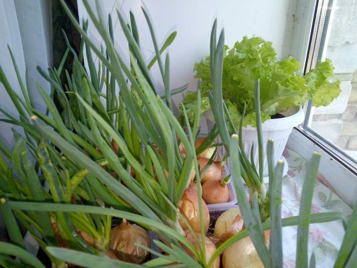 Експерти порадили, чим поливати зелень на підвіконні взимку для кращого росту та соковитості