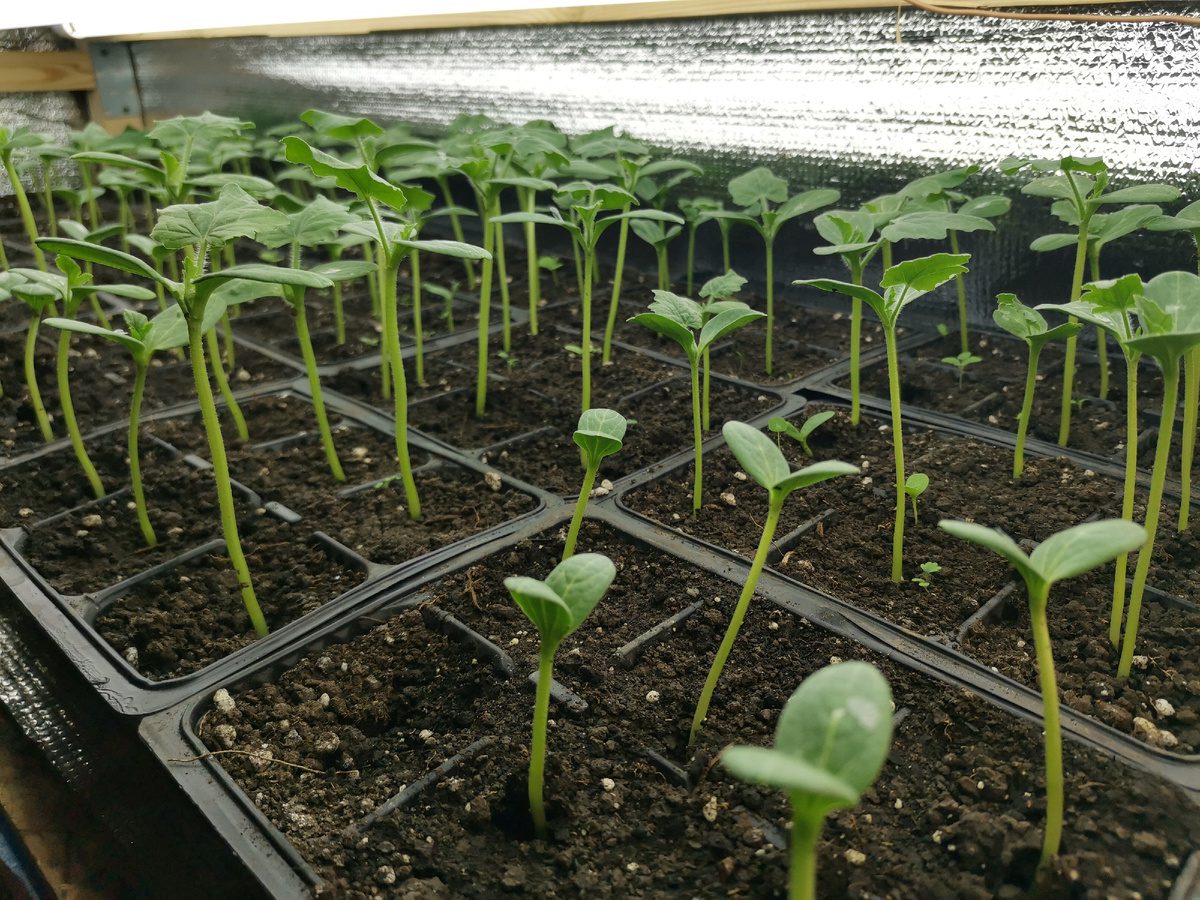 Експерти порадили, як правильно доглядати за розсадою взимку, аби отримати щедрий урожай