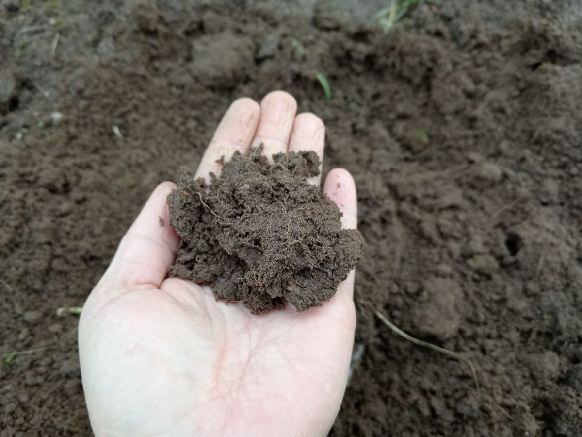 Експерти розповіли, яке просте добриво допоможе покращити структуру та якість ґрунту