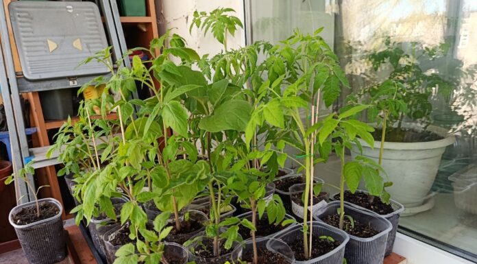 Старий сільський метод без хімії спрацював: змішую 2 ст. ложки з водою — і в розсаду. Росте потужно Як підгодувати розсаду для кращого росту