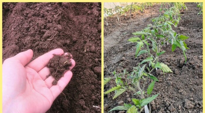 Замість добрив з магазину сиплю по снігу 1 ложку “цього” – і ґрунт пухкий, як чорнозем: живий і насичений Як покращити структуру ґрунту зимовим удобренням