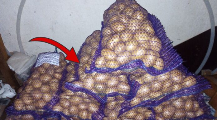 Кладу в овочі 1 пакетик – і вони не проростають до самого квітня: лежать цілі та свіжі по 9-10 місяців Як зберігати овочі без проростання та псування