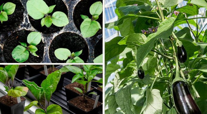 Висадила на підвіконні не герань, а баклажани: збираю по 6 плодів із кожного кущика, не виходячи з кухні Як виростити баклажани на підвіконні