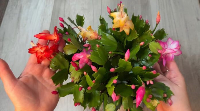 Різдвяник “обсипле” квітами: поливаю раз на 7 днів і ставлю в правильне місце на підвіконні – без примх Квітникарі назвали 2 найважливіші речі для цвітіння різдвяника