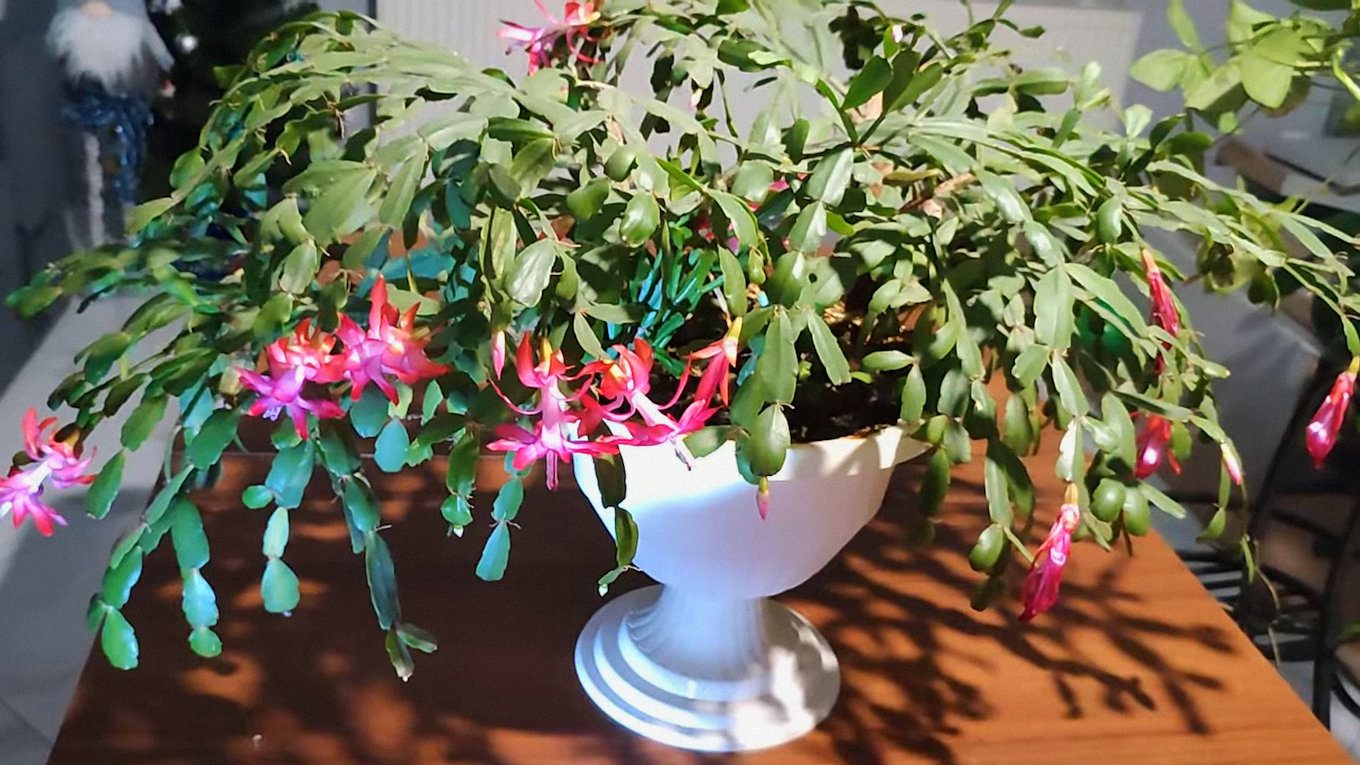 Господині пояснили, як стимулювати цвітіння різдвяника взимку