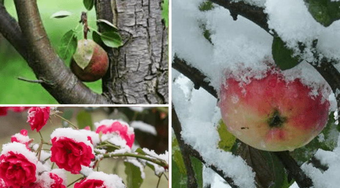 Які дерева й кущі можна обрізати в грудні