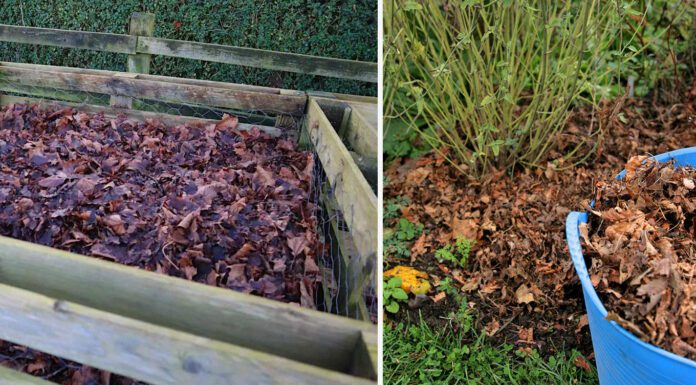 Опале листя я ніколи не вивожу на смітник: ось 3 простих способи корисного використання в саду та на городі Городники показали 3 способи корисного використання опалого листя