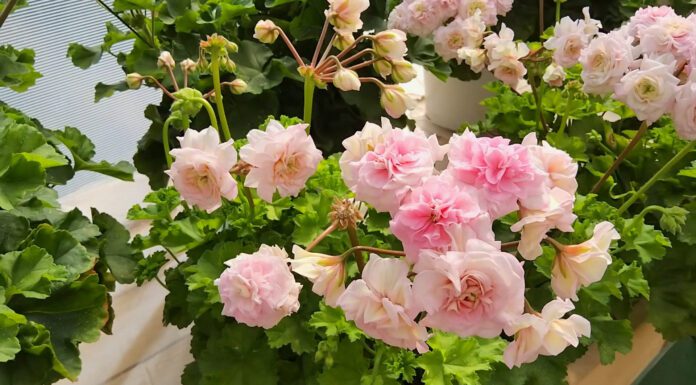 Герань цвіте всю зиму як шалена: поливаю її “живою водою” з 1 краплею йоду – листя зелене і соковите Квітникарі показали підживлення пеларгонії йодом для пишного цвітіння взимку