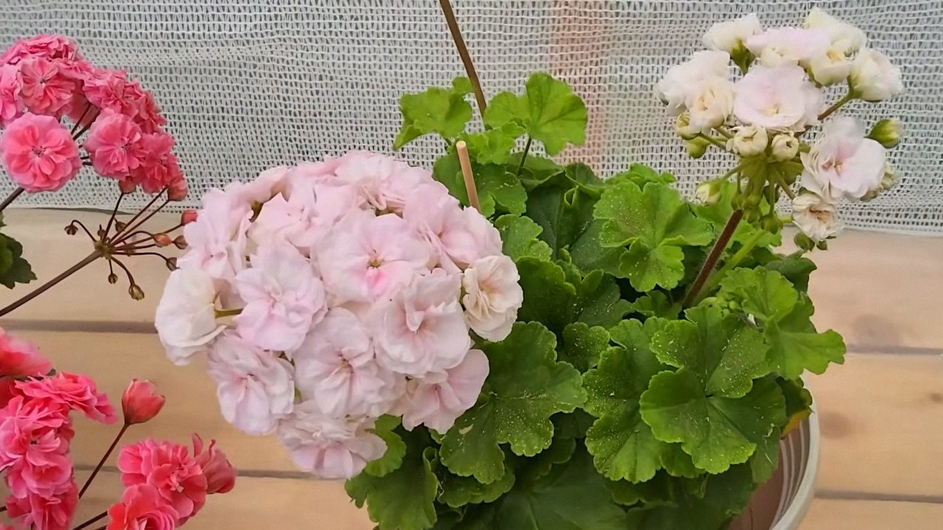 Господині пояснили, як потрібно доглядати за пеларгоніями взимку